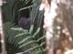 Brown Kiwi (Apteryx australis)