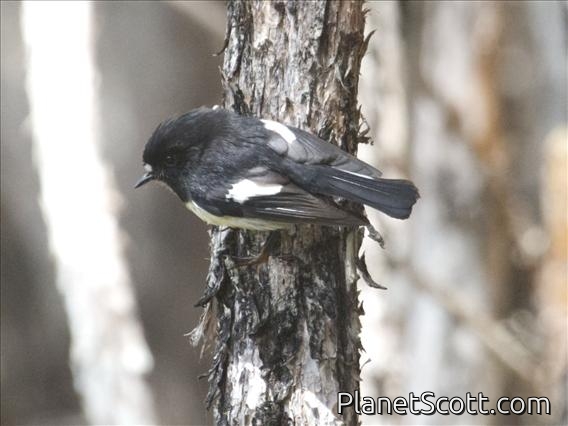 Tomtit (Petroica macrocephala) - Male