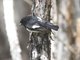 Tomtit (Petroica macrocephala) - Male