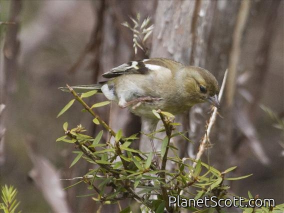 Chaffinch (Fringilla coelebs)