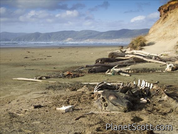 Beached Pilot Whale on Mason Bay