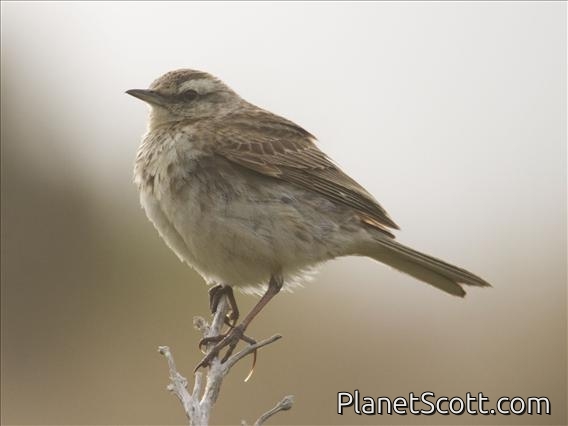 Australasian Pipit (Anthus novaeseelandiae)