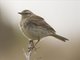 Australasian Pipit (Anthus novaeseelandiae)