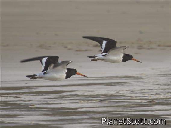 South Island Oystercatcher (Haematopus finschi)