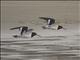South Island Oystercatcher (Haematopus finschi)