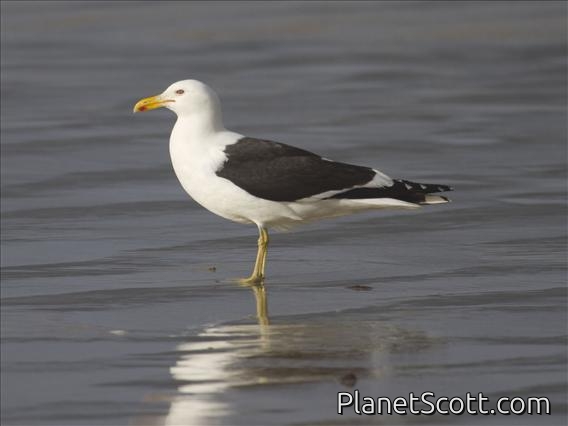 Kelp Gull (Larus dominicanus)