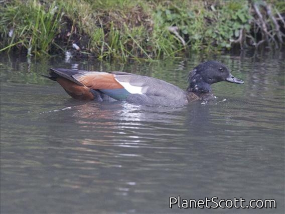 Paradise Shelduck (Tadorna variegata) - Female