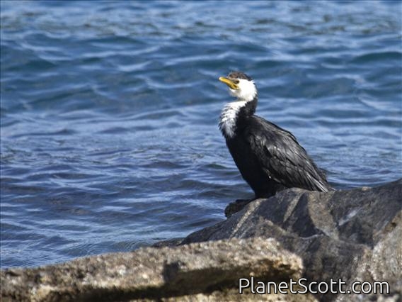Little Pied Cormorant (Microcarbo melanoleucos)