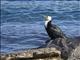 Little Pied Cormorant (Microcarbo melanoleucos)