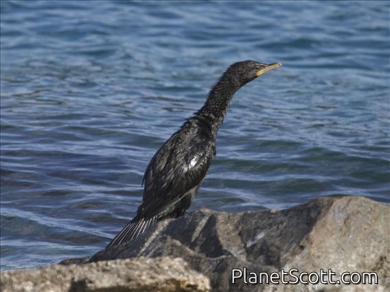 Little Pied Cormorant (Microcarbo melanoleucos) - Juvenile