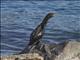 Little Pied Cormorant (Microcarbo melanoleucos) - Juvenile