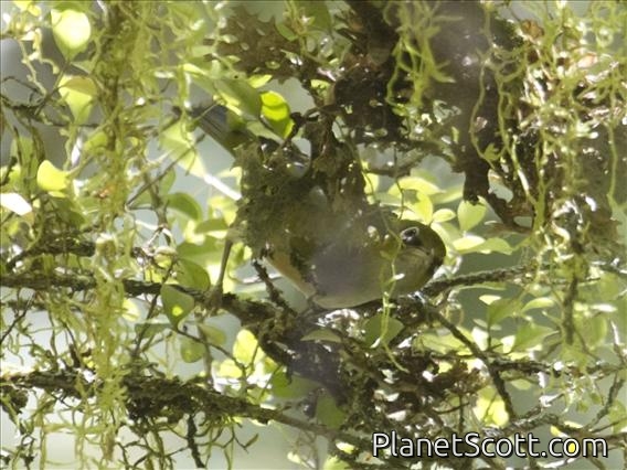 Silvereye (Zosterops lateralis)