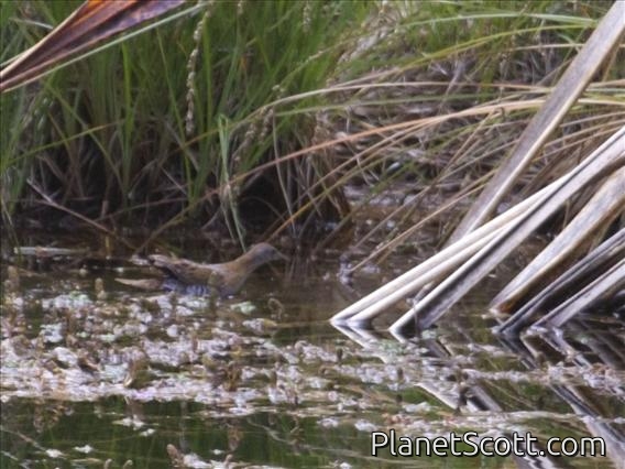 Baillon's Crake (Zapornia pusilla)