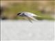 Black-fronted Tern (Chlidonias albostriatus)