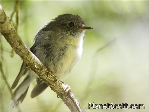 Tomtit (Petroica macrocephala) - Female South Island