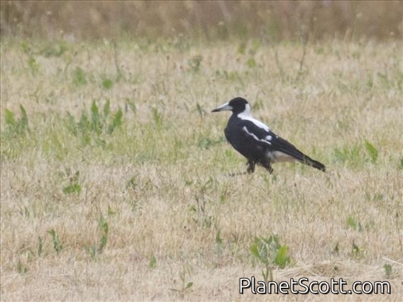 Australian Magpie (Gymnorhina tibicen)