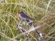 Welcome Swallow (Hirundo neoxena)