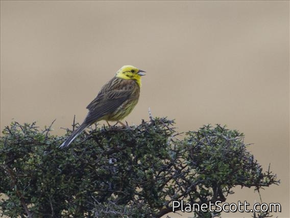 Yellowhammer (Emberiza citrinella)
