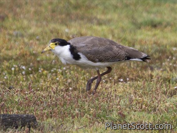 Masked Lapwing (Vanellus miles)