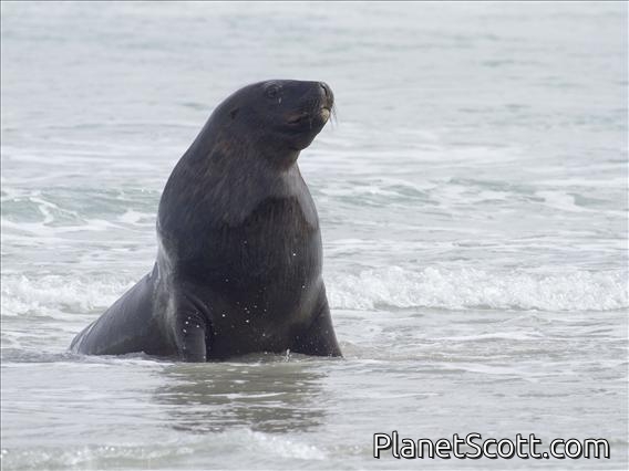 New Zealand Sea Lion (Phocarctos hookeri) - Male