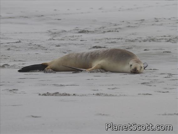 New Zealand Sea Lion (Phocarctos hookeri) - Female