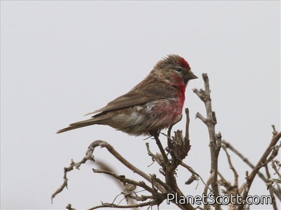 Redpoll (Carduelis flammea)