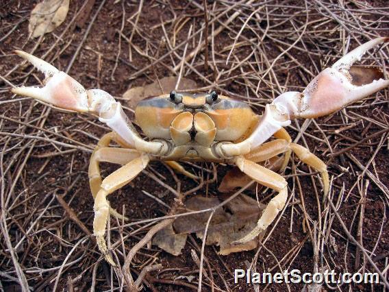 Mexican Land Crab (Gecarcinus quadratus)