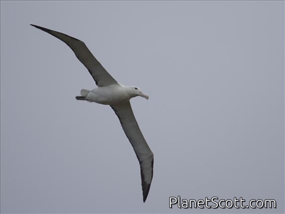 Northern Royal Albatross (Diomedea sanfordi)