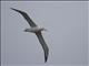 Northern Royal Albatross (Diomedea sanfordi) 