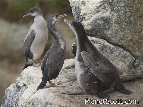 Spotted Shag (Phalacrocorax punctatus)