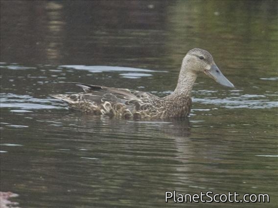 Australian Shoveler (Spatula rhynchotis)