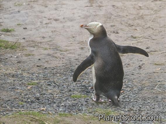 Yellow-eyed Penguin (Megadyptes antipodes)