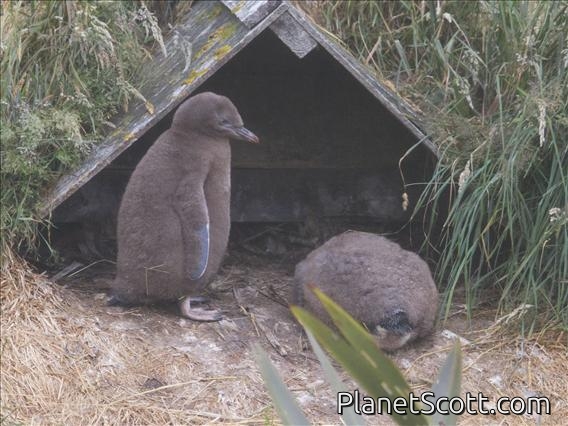 Yellow-eyed Penguin (Megadyptes antipodes) - Juvenile