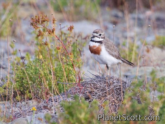 Double-banded Plover (Charadrius bicinctus)