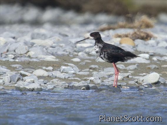 Black Stilt (Himantopus novaezelandiae) - Juvenile