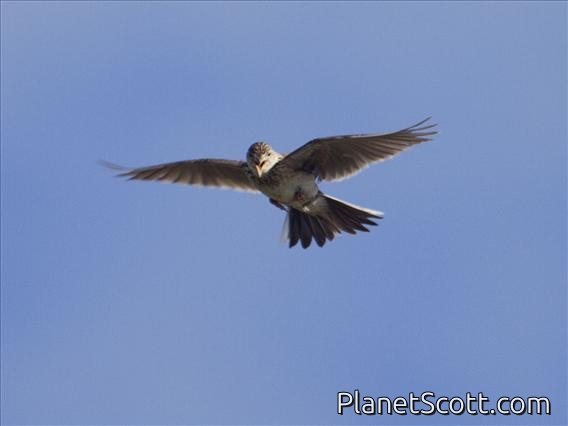 Eurasian Skylark (Alauda arvensis)