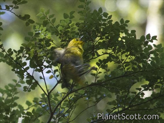 Yellowhead (Mohoua ochrocephala)