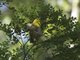 Yellowhead (Mohoua ochrocephala)