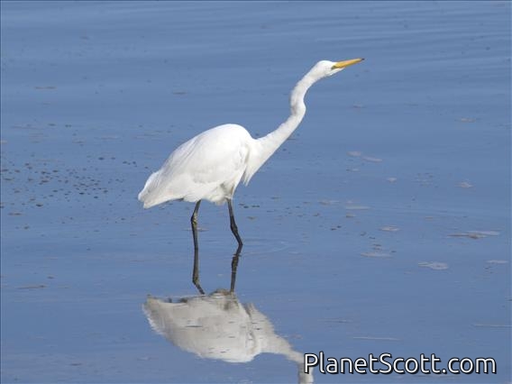 Great Egret (Casmerodius albus)