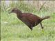 Weka (Gallirallus australis)