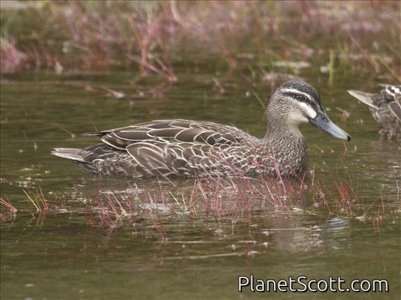 Pacific Black Duck (Anas superciliosa)
