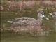 Pacific Black Duck (Anas superciliosa)