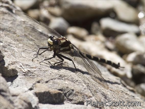 Chilton's Giant Dragonfly (Uropetala chiltoni)