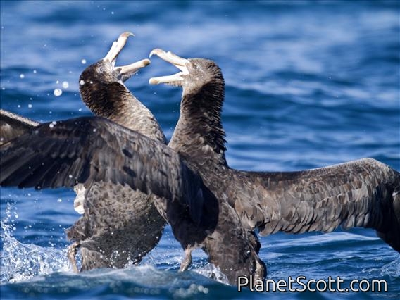 Hall's Giant-Petrel (Macronectes halli)
