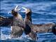 Halls Giant-Petrel (Macronectes halli)