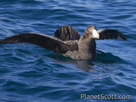 Hall's Giant-Petrel (Macronectes halli)