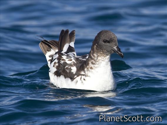 Cape Petrel (Daption capense)
