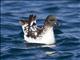Cape Petrel (Daption capense)