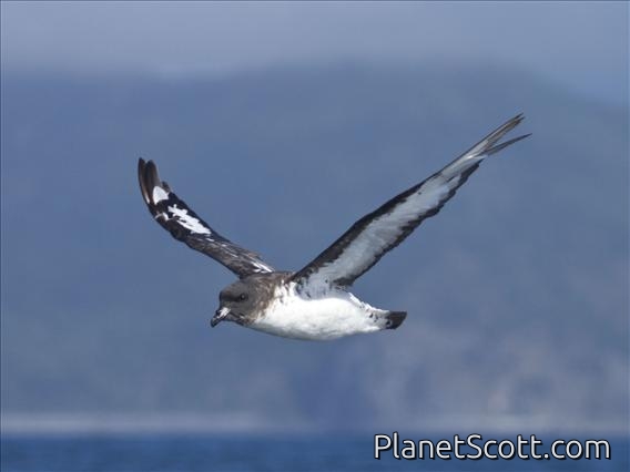 Cape Petrel (Daption capense)