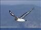 Cape Petrel (Daption capense)